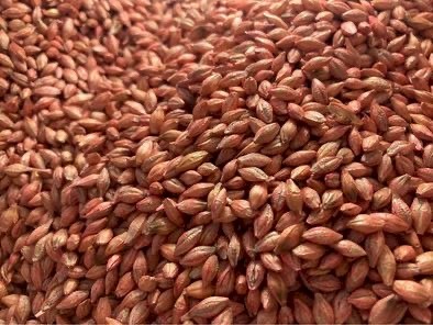 Spartacus Barley