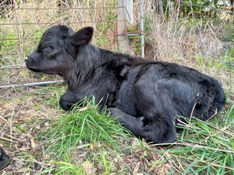 Lowline Calves