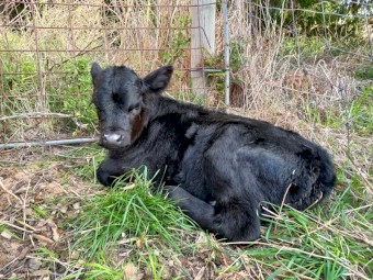 Lowline Calves