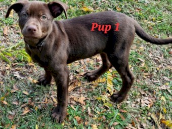 Male Kelpie Pups for sale. DOB 13th Feb 2022