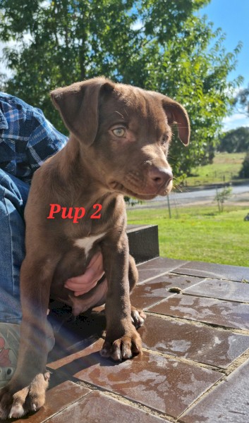 Male Kelpie Pups for sale. DOB 13th Feb 2022