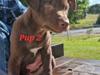 Male Kelpie Pups for sale. DOB 13th Feb 2022