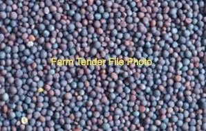 Open Polinated Canola Seed: Graded, Germ, Purity & Vigour Tested