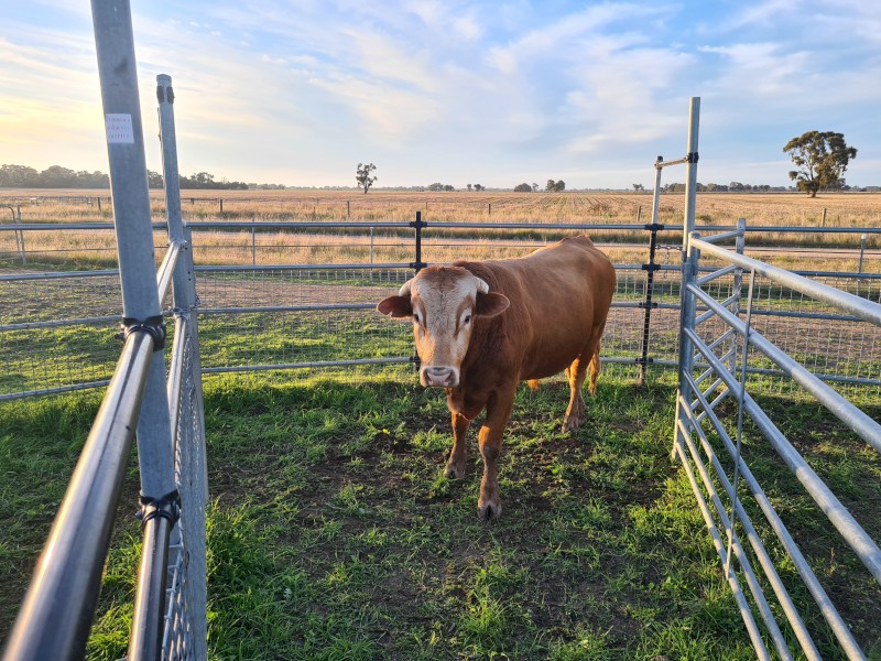 Blonde d'Aquitaine Bull