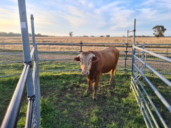 Blonde d'Aquitaine Bull