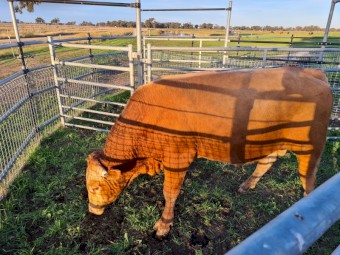 Blonde d'Aquitaine Bull