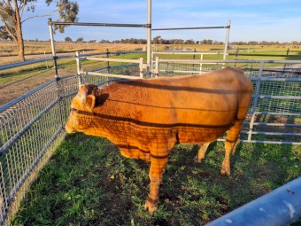 Blonde d'Aquitaine Bull