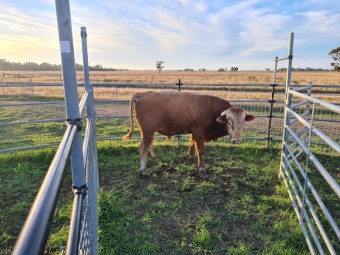 Blonde d'Aquitaine Bull