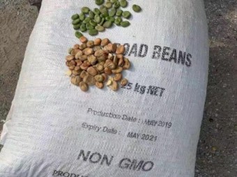 WANTED BROAD BEANS FOR EXPORT