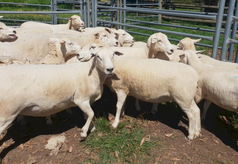 Australian White Ewes 