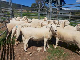 Australian White Ewes 
