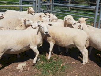 Australian White Ewes 