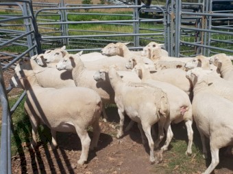 Australian White Ewes 