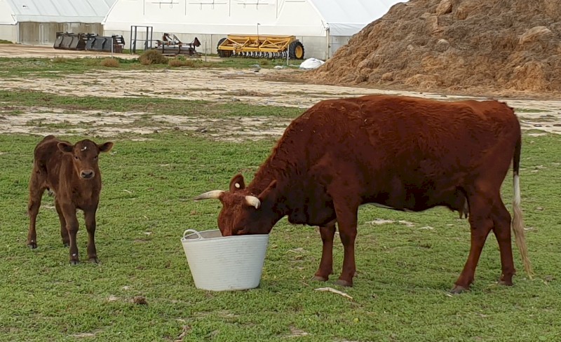 Cow and Calf Combination