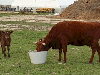 Cow and Calf Combination