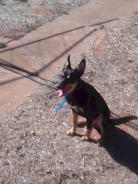 Kelpie 6mths old