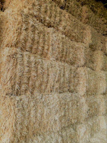 100 mt Barley Header Tailings Straw 8x4x3 Bales