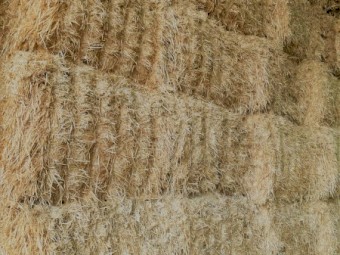 100 mt Barley Header Tailings Straw 8x4x3 Bales