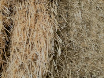 100 mt Barley Header Tailings Straw 8x4x3 Bales