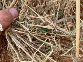 Rye & Clover Hay 390kg 5x4 Rolls