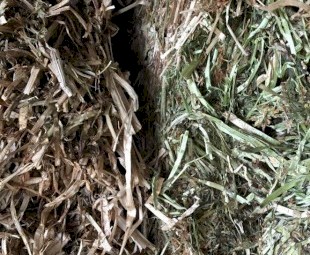 Current Season Clover Hay - Big Squares