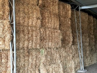 Current Season Clover Hay - Big Squares