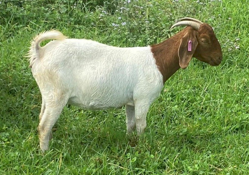 Registered Boer Young Does (Female) includes Yarrabee  & Terraweena Bloodline