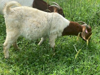 Registered Boer Young Does (Female) includes Yarrabee  & Terraweena Bloodline