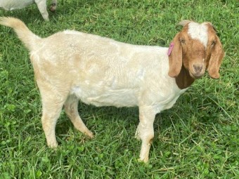 Registered Boer Young Does (Female) includes Yarrabee  & Terraweena Bloodline