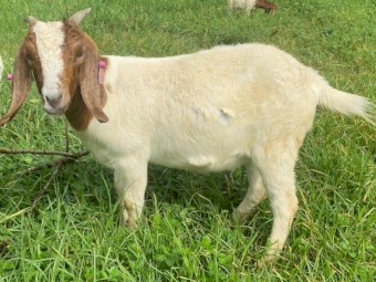 Registered Boer Young Does (Female) includes Yarrabee  & Terraweena Bloodline