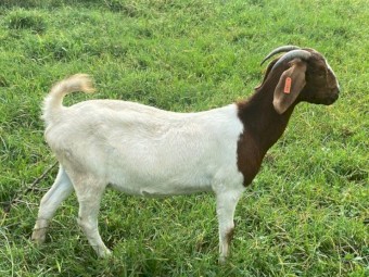 7 Registered Boer Breeding Does (Female)  Yarrabee Bloodline
