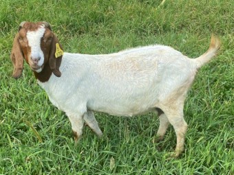 7 Registered Boer Breeding Does (Female)  Yarrabee Bloodline