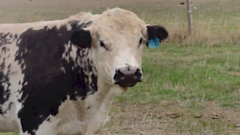 Speckle Park X Bull. Well grown ready to work.