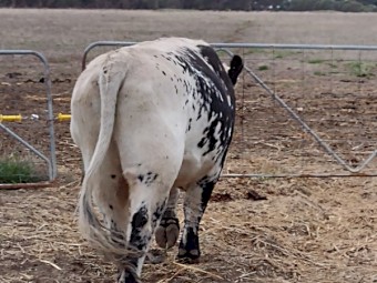 Speckle Park X Bull. Well grown ready to work.