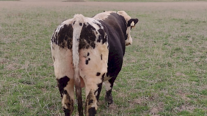 Speckle park cross Bull. Well grown and ready to work.