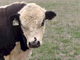 Speckle park cross Bull. Well grown and ready to work.