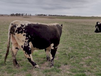 Speckle park cross Bull. Well grown and ready to work.