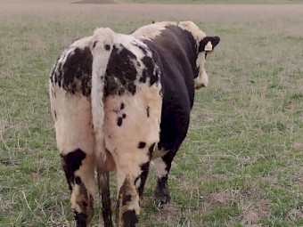 Speckle park cross Bull. Well grown and ready to work.