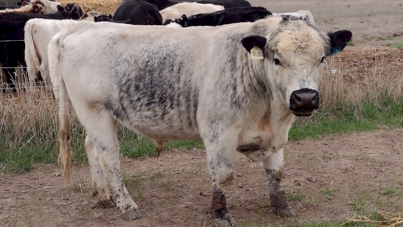 Speckle park cross Bull. Well grown and Ready to work.