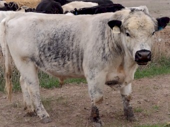 Speckle park cross Bull. Well grown and Ready to work.