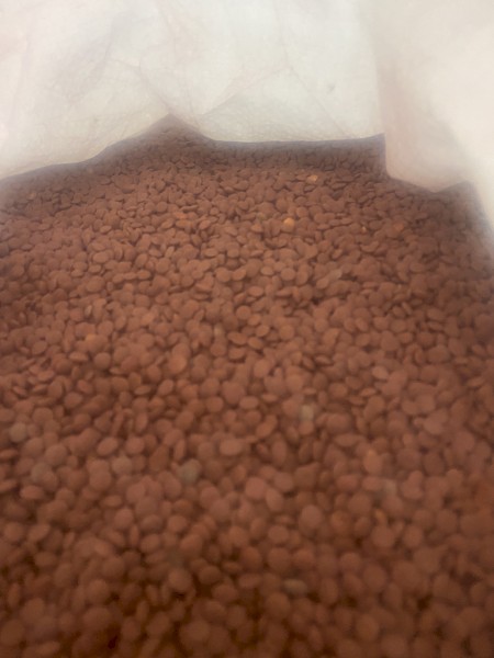 3mt Jumbo 2 Lentil Seed