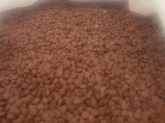 3mt Jumbo 2 Lentil Seed