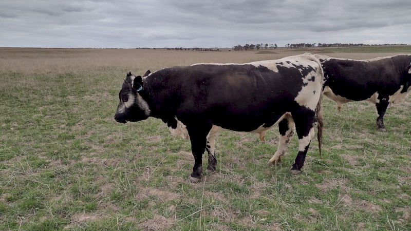 Speckle Park X Bull. Well grown. Ready to work.