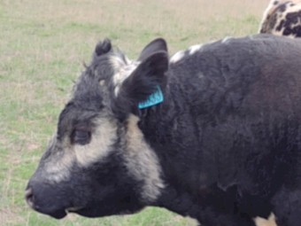 Speckle Park X Bull. Well grown. Ready to work.