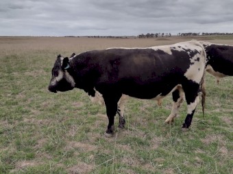 Speckle Park X Bull. Well grown. Ready to work.