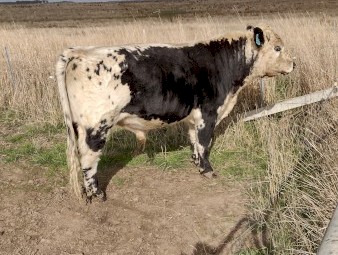 Speckle Park X Bull. 