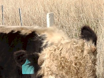 Speckle Park X Bull. 