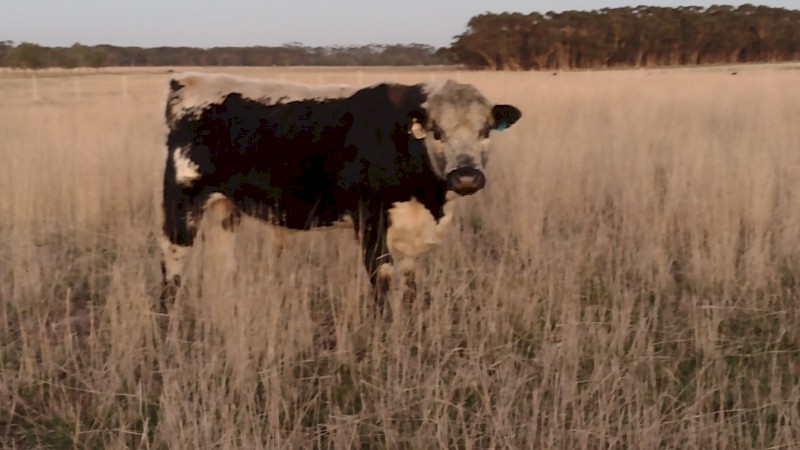 Speckle Park X Bull. Well grown. Ready to work