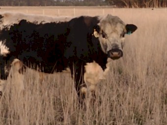 Speckle Park X Bull. Well grown. Ready to work