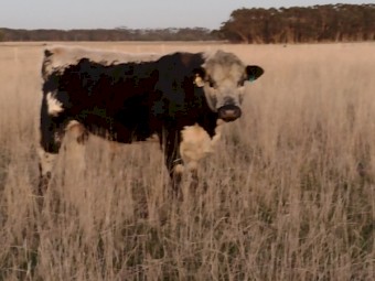 Speckle Park X Bull. Well grown. Ready to work